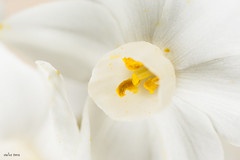 Narciso blanco (Narcissus dubius)