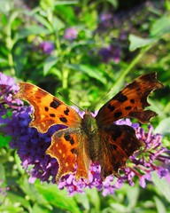 Butterflies from Bristol