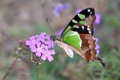 Australian Papilionidae