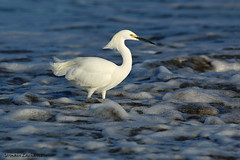 Aigrette neigeuse (Snowy Egret)