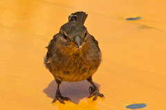 Spatzen - Sparrows