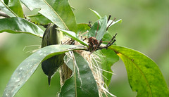 Spotted Tody-Flycatcher  (Todirostrum maculatum) on its nest ...