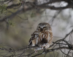 Petite Nyctale / Northern Saw-wet Owl