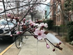 blossoms on T St