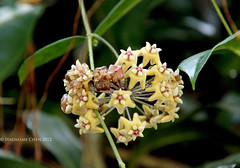 Hoya coriacea (Apocynaceae)