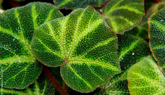 Begonia solimutata (Begoniaceae_