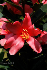 Camellia azalea (Theaceae)