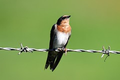 Welcome swallow