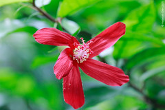 Hibiscus clayi (Malvaceae)