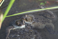 Common Frogs.