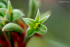 Anigozanthos manglesii (Hameodoraceae)
