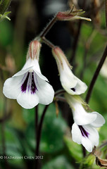 Primulina species & hybrids (Gesneriaceae)
