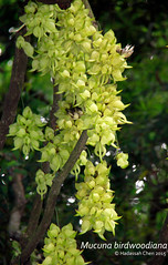 Mucuna birdwoodiana (Fabaceae)