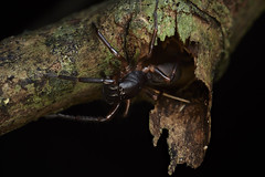 Arachnids (Brazil)