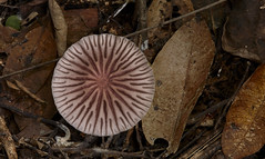 Fungi (Colombia)