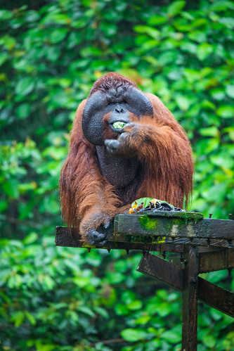 Aman, the legendary male Pongo pygmaeus (Bornean Orangutan). Matang Wildlife Centre