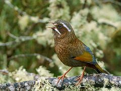 Birds of Taiwan