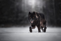 Wolfdogs