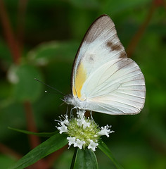 Tropical White (Glutophrissa drusilla) on a Rubiaceae (Spermacoce capitata) ...