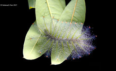 Lexias (Nymphalidae) Caterpillar from Singapore