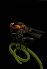 Diptera (Brazil)