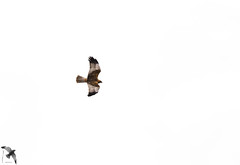 Falco Di Palude (Circus aeruginosus)