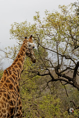 South Africa, Kruger