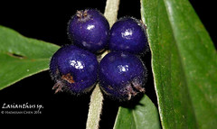 Lasianthus sp. (Rubiaceae)