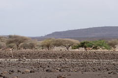 Djibouti - 27 Février 2018