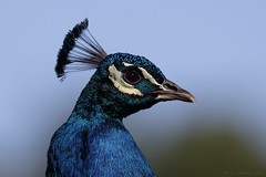 Paon bleu - Indian Peafowl (Pavo cristatus)