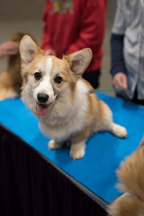 Seattle Dog Show, 11 March 2018
