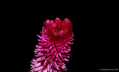 Celosia argentea (Amaranthaceae)