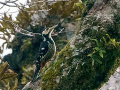 Picidae - Woodpeckers