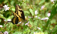 King Swallowtail (Papilio thoas)