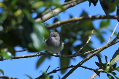 Grey warbler