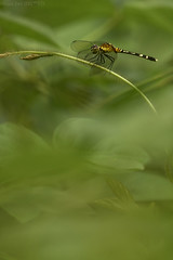 Odonata (Colombia)