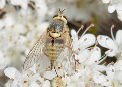 Diptera - Australiphthiria