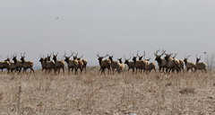 Rocky Flats NWR Elk 3/12/18