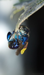 Hymenoptera (Brazil)