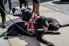 Canine Hope Mall Public Access 2018-03-11