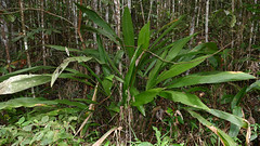 Split-leaf Cyclanthus (Cyclanthus bipartitus)