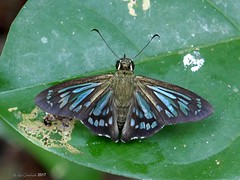 Peru 2017 - ARCC butterflies