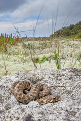 Cobra-de-água-viperina