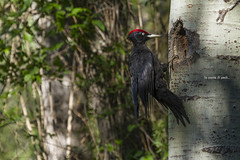 Picchio nero - Dryocopus martius - Black woodpecker - Pic noir - Picot negre eurasiàtic - Sortspætte - Μαύρος δρυοκολάπτης - Črna žolna - Zwarte specht