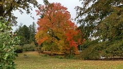 Fall Foliage by the West Pond