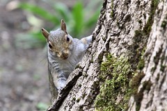 Sheffield Botanics’ Squirrels
