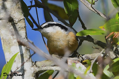 Red-breasted Nuthatch KI 18
