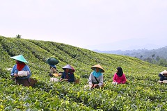 Colheita do chá - Indonésia - 2011