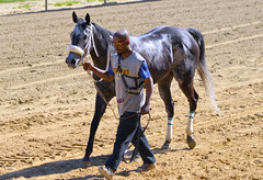 2016-04-24 (73) r6 #3 Synergist headed to the barn