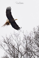 Bald Eagles of New Jersey | 2019